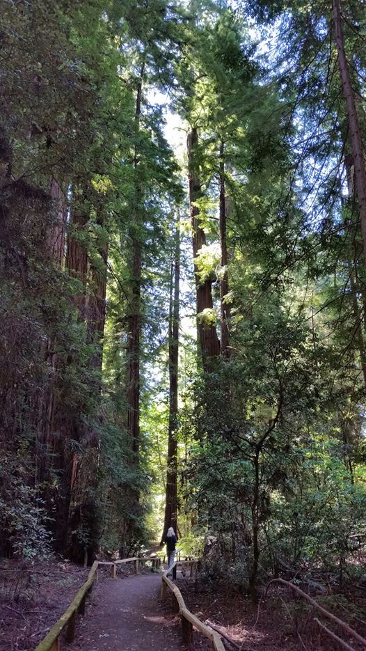 humboldt redwoods